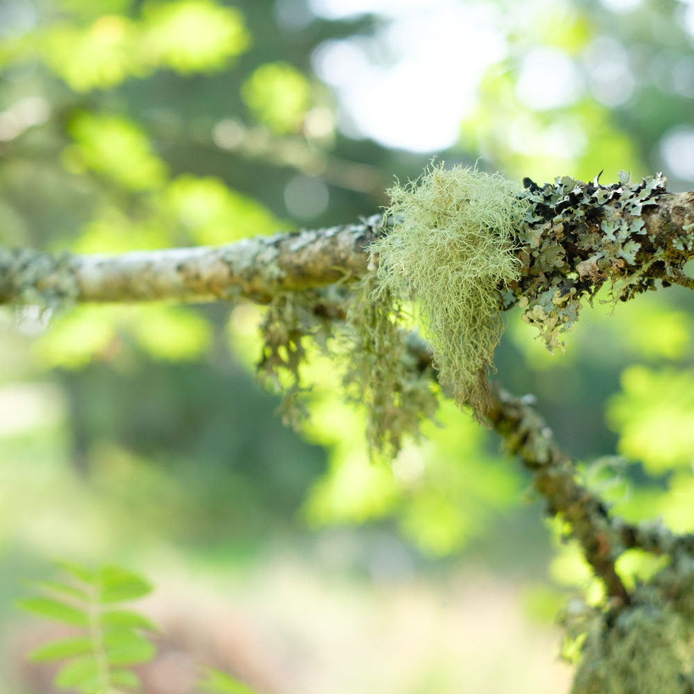 Focus on: Lichen