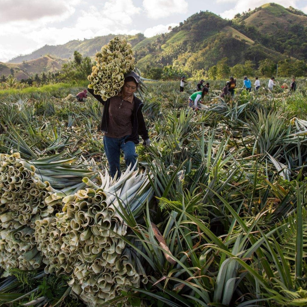 Farming community in the Philipines, harvesting pineapple leaves which will be woven into Piñatex